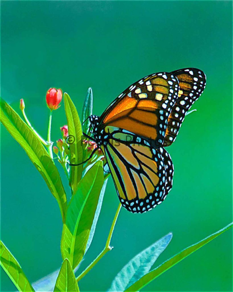 Monarch closed-wing on Milkweed