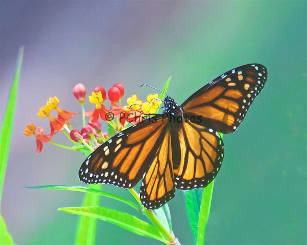 Monarch on Milkweek, horizontal