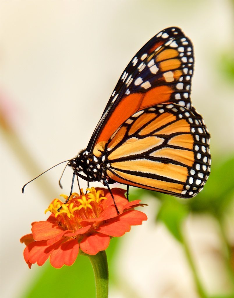 Monarch on Orange Zinnia