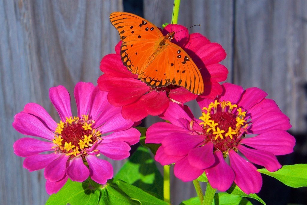 Fritillary/3 Zinnias, Fence Framed