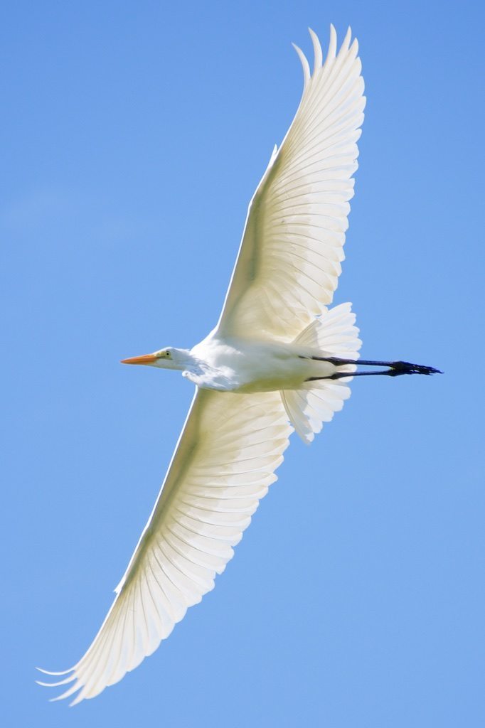 Great Egret Soaring