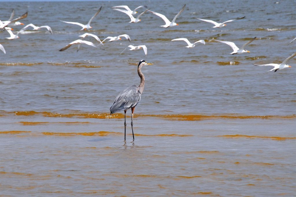 Great Blue Heron and Terns Fishing