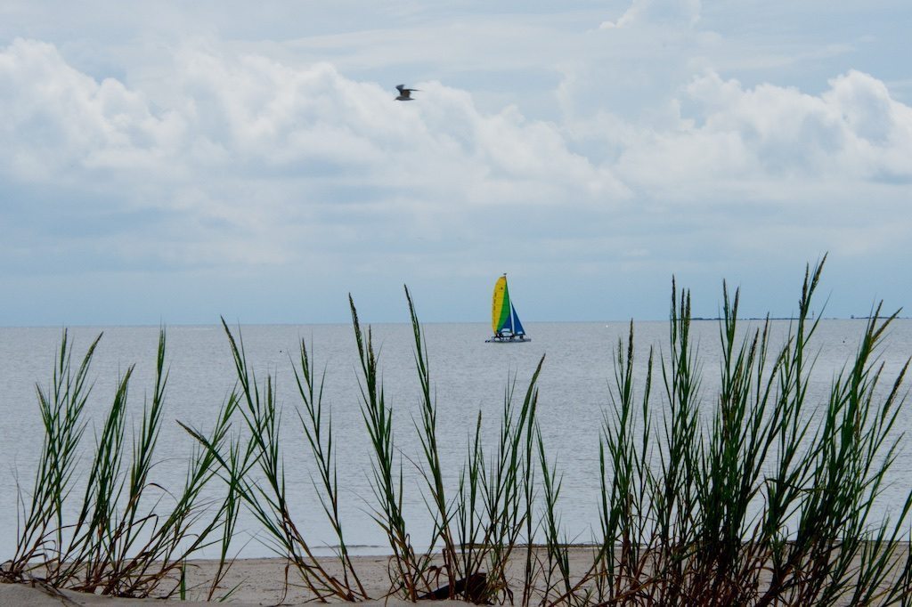 Sailing with the Birds