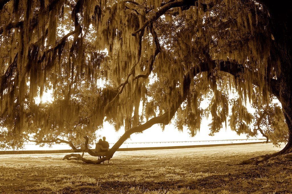 Canopy of Memories