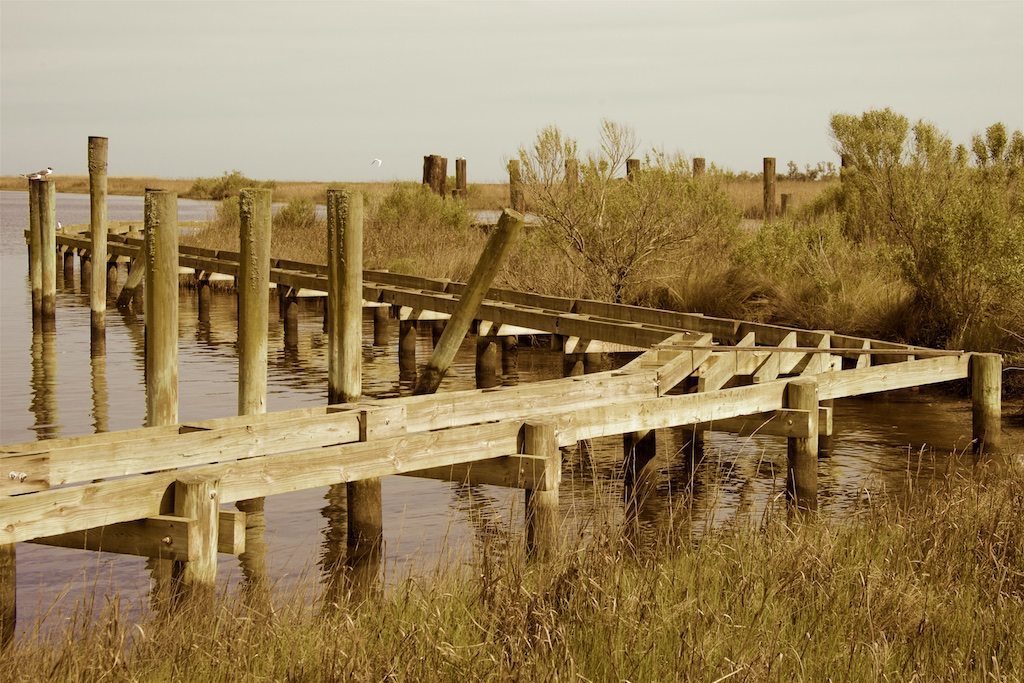 Listening to the Marsh