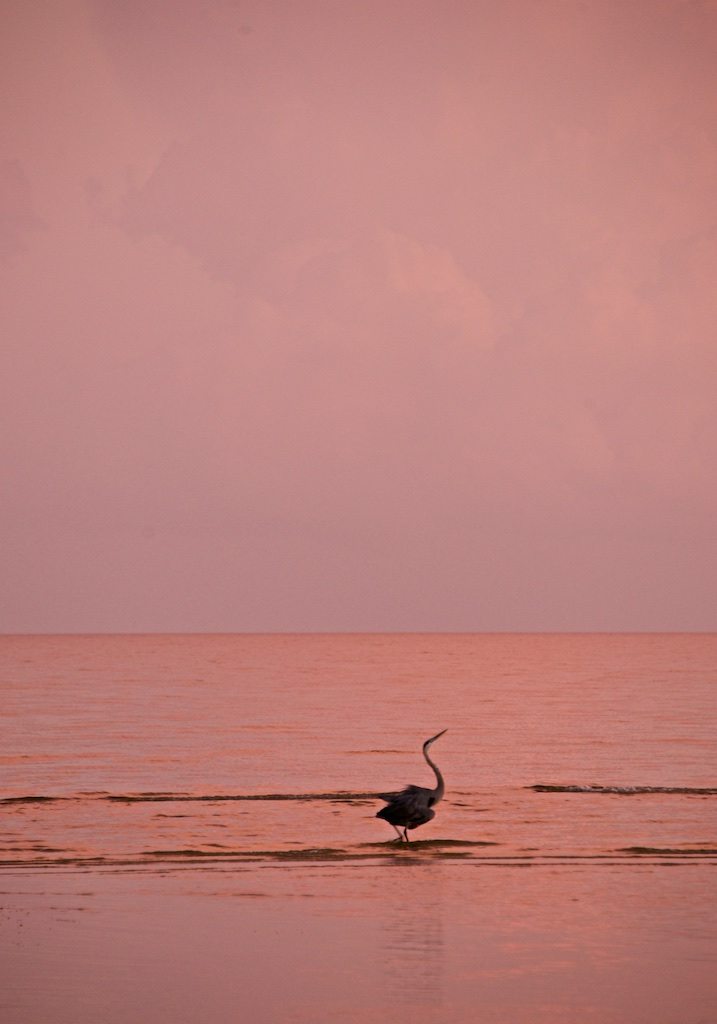 Great Blue Heron Sunset Promenade