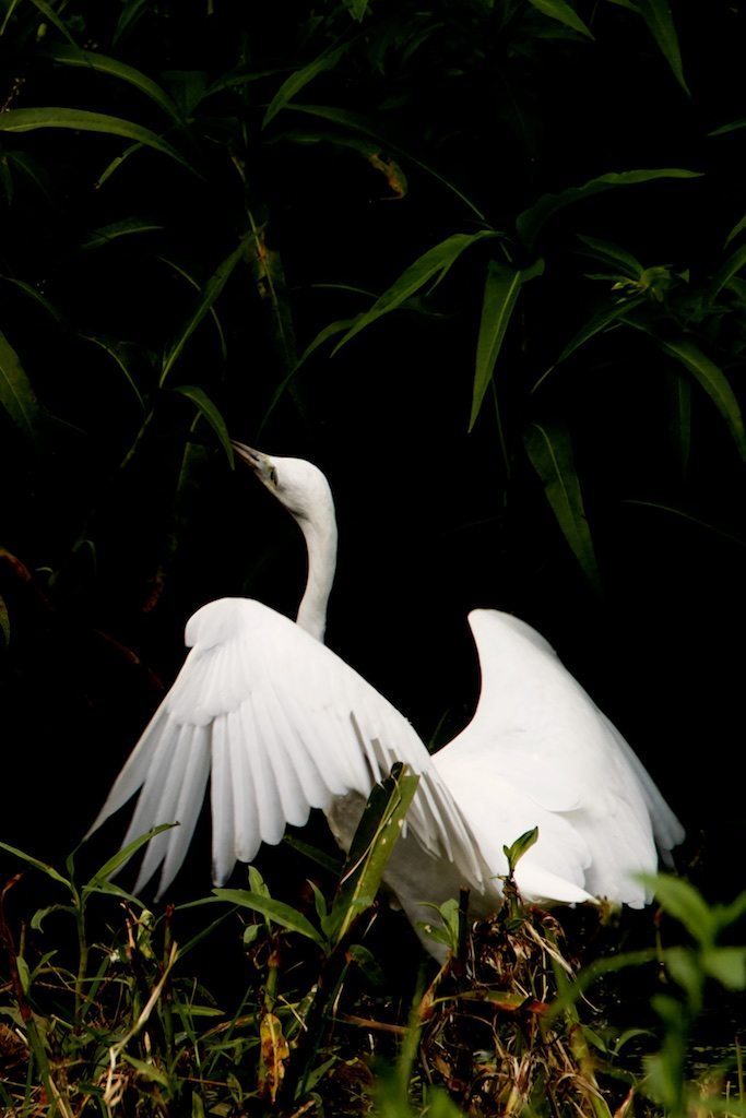 Great Egret Mystery