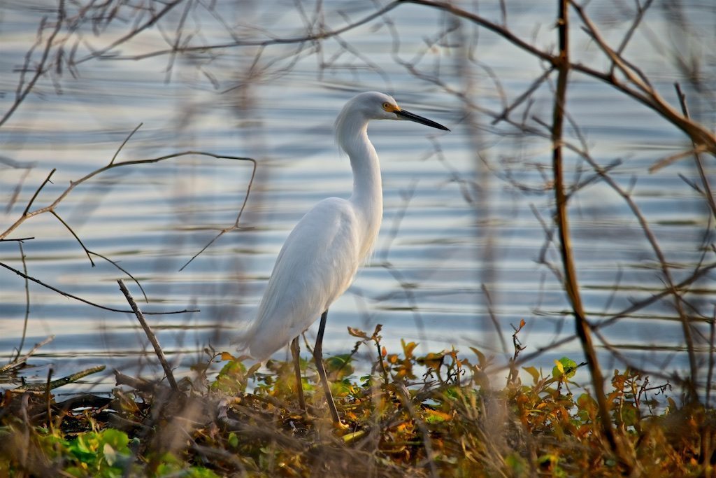 Snowy Egret Camouflaged