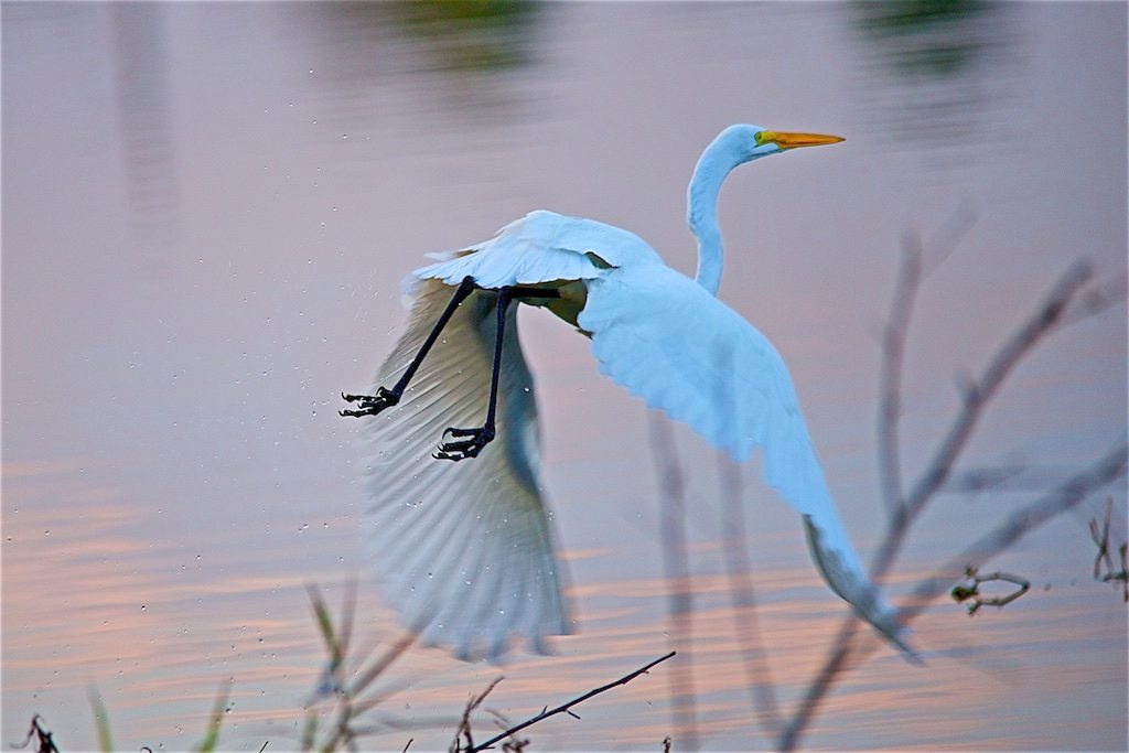 Great Egret Dreamscape