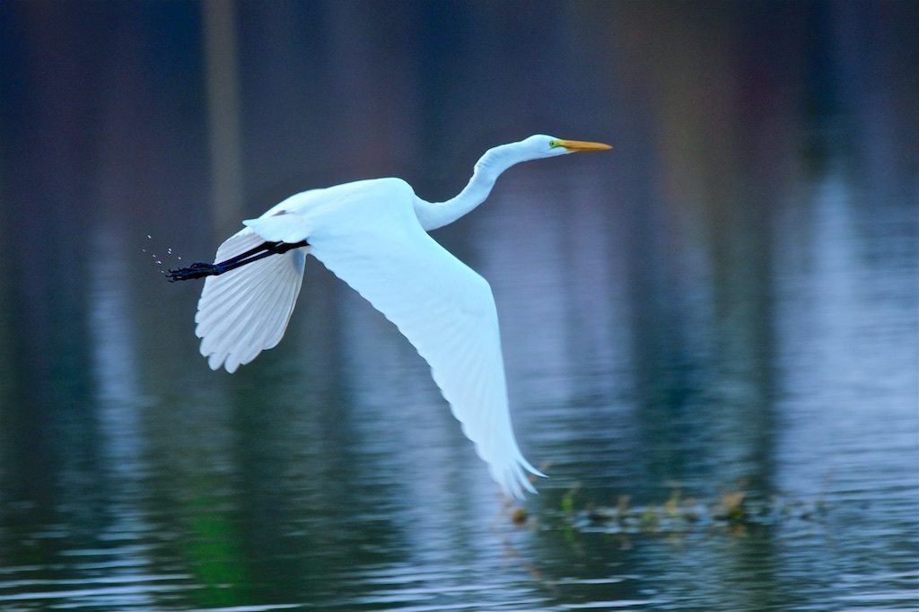 Great Egret Twilight Flight