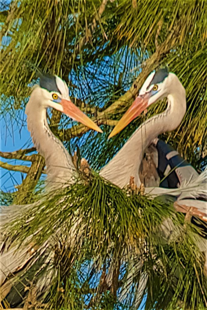 Great Blue Herons on a Date