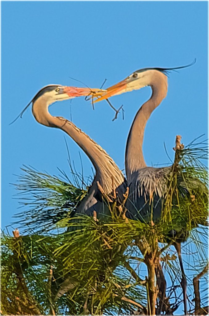 Great Blue Heron Valentine