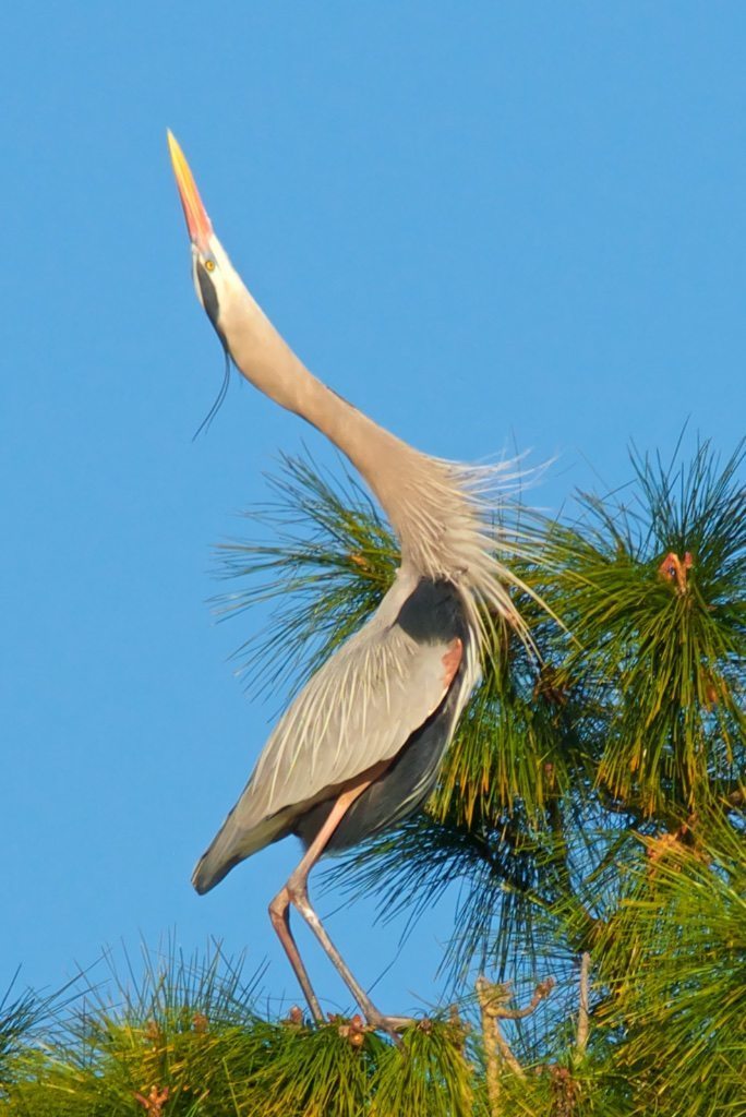 Great Blue Heron Mating Dance