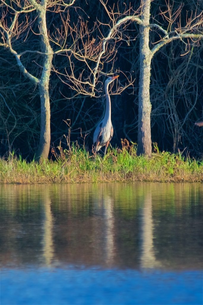 Great Blue Heron Whispers From the Dark