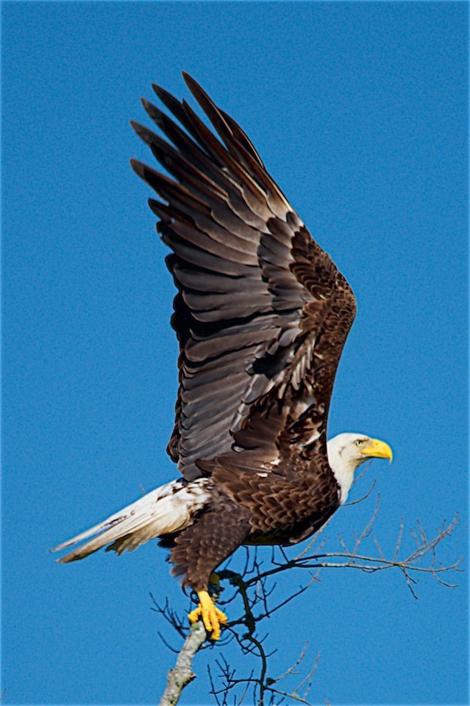 Treetop Great American Bald Eagle