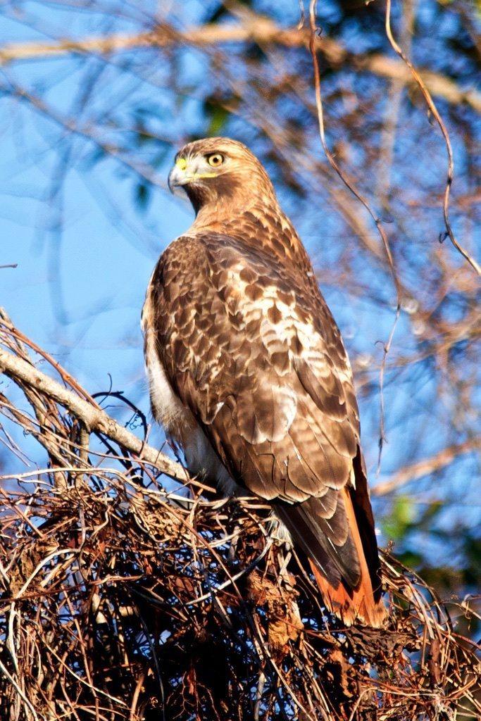 Red-tailed Hawk Sizing Me Up