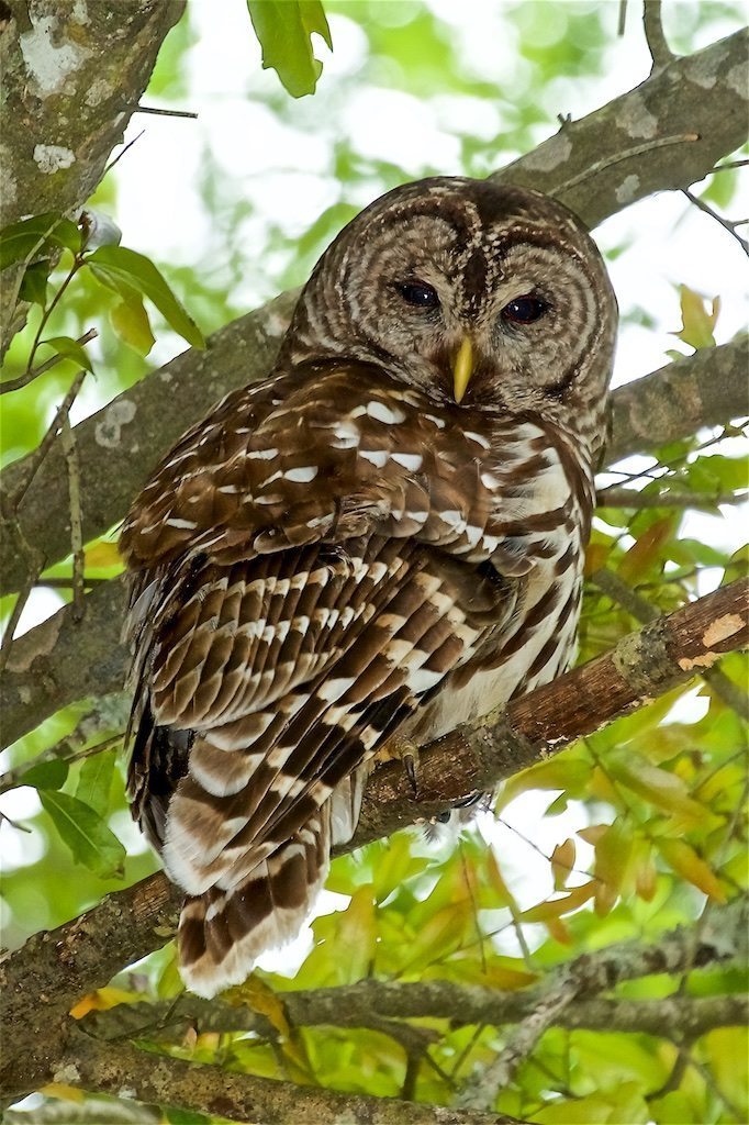 Daddy Barred Owl Checking Me Out