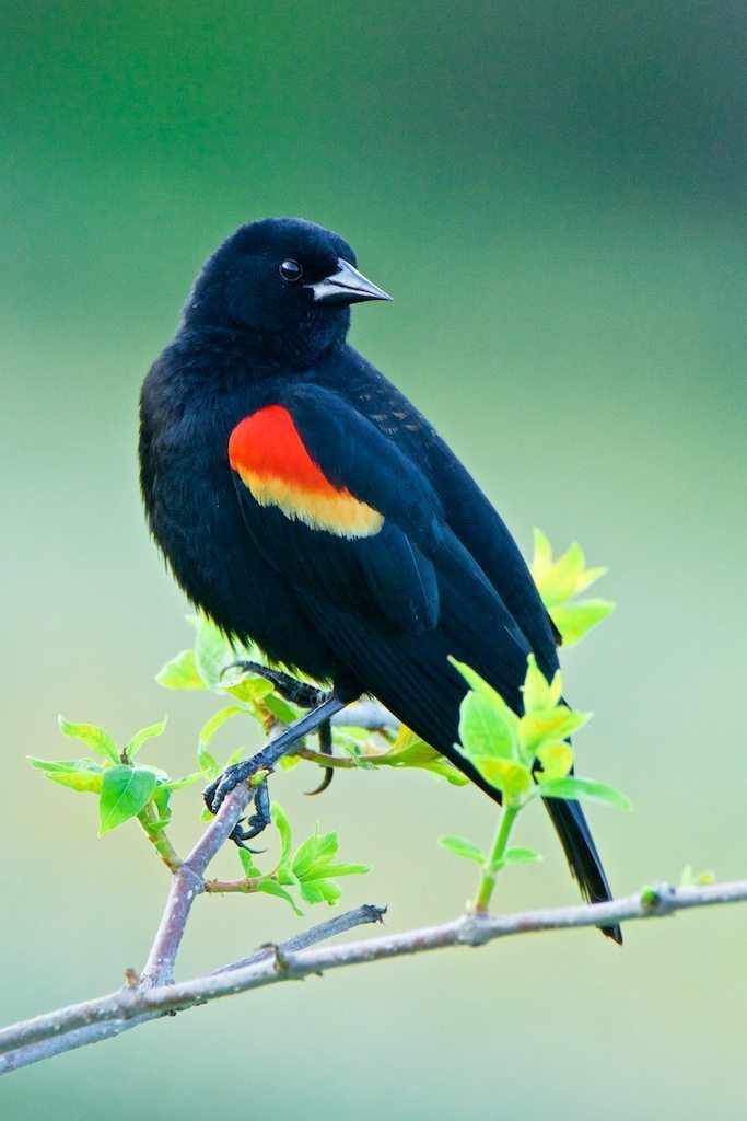 Wetlands Red-winged Blackbird