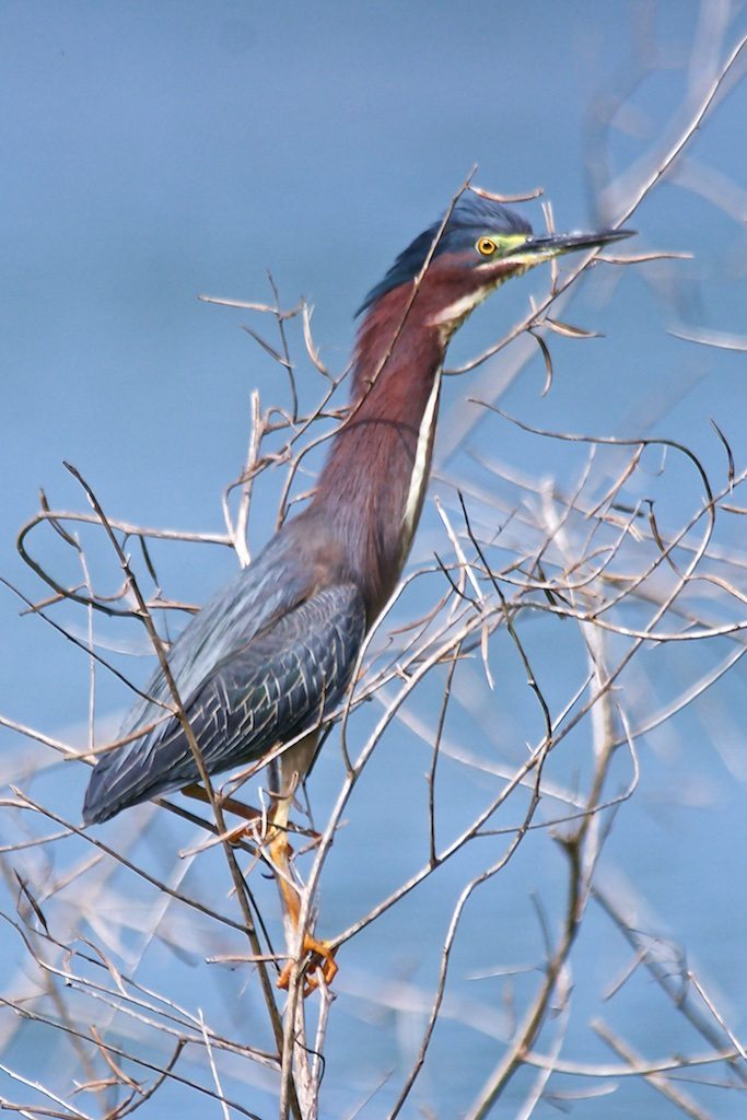 Green Heron in Swamp