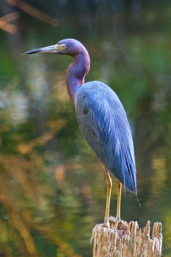 Little Blue Heron in Swamp