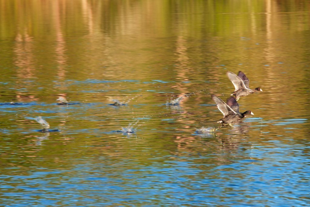 Coots Running Through Winter's Reflections