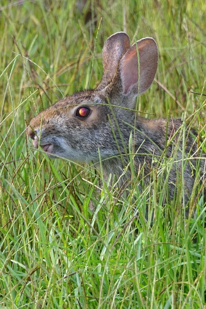 Jackrabbit Munching