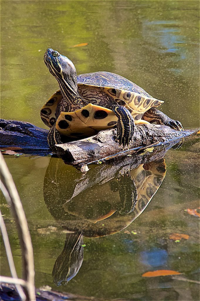 At Home on a Log