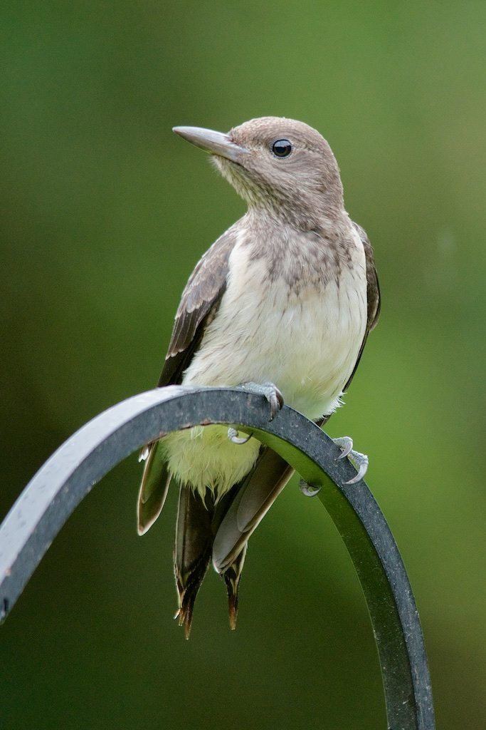 Baby Red-headed Woodpecker