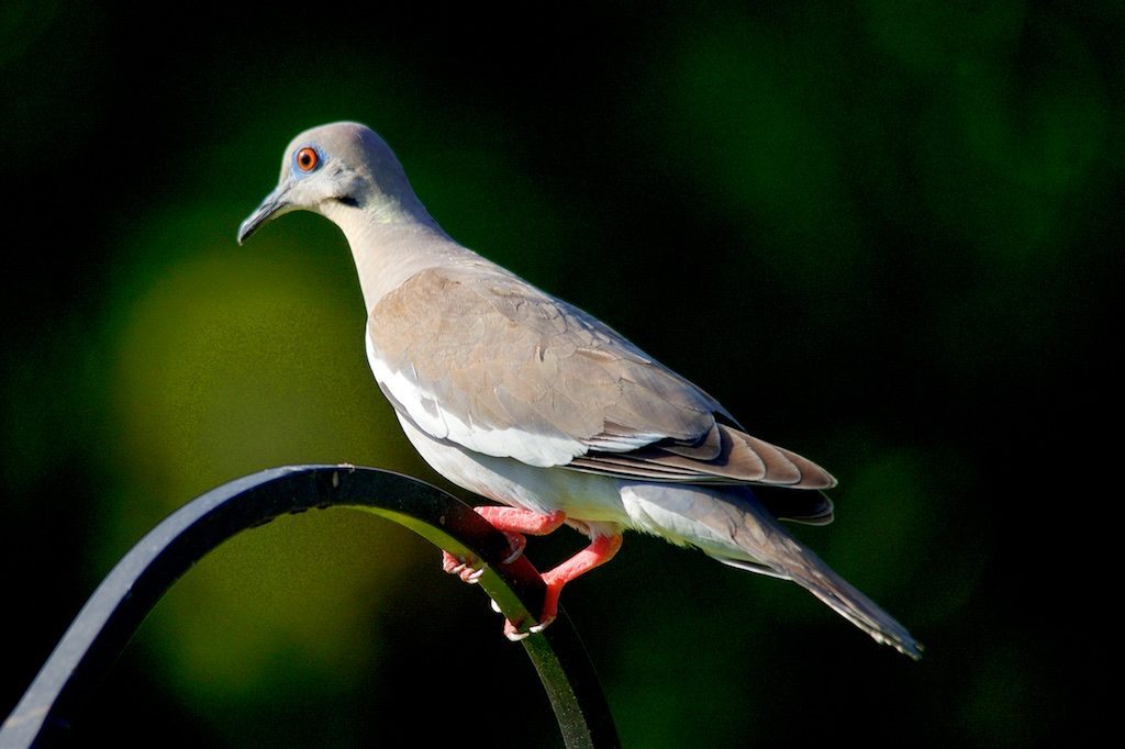 White-winged Dove on Hangar