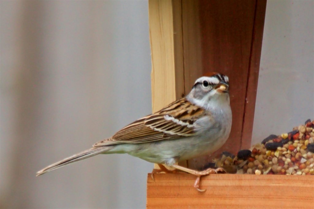 Sparrow on Feeder