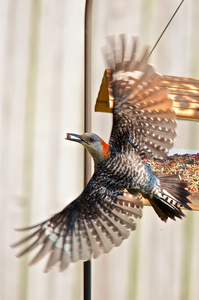 Red-bellied Woodpecker Arcing from Feeder