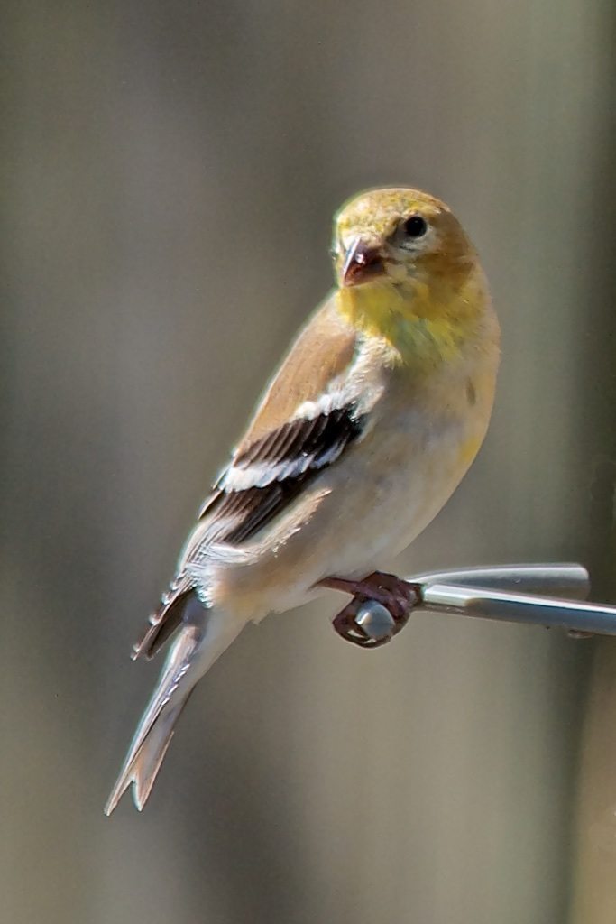 Pine Warbler on Feeder