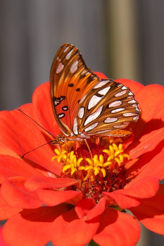 Fenced Fritillary on Orange Zinnia