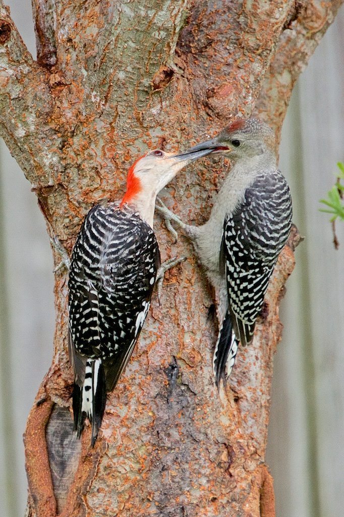 Red-bellied Woodpecker Feeding Young on Elm