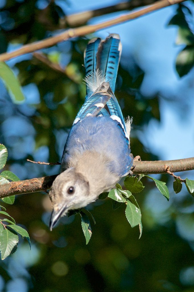 Blue Jay Diving to Feeder