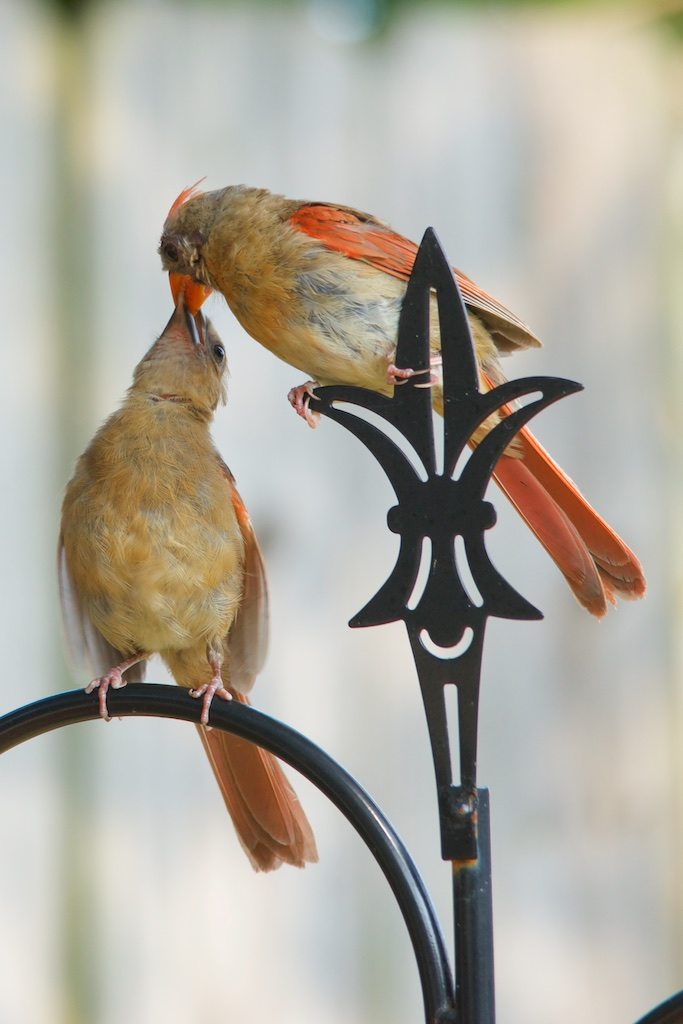 Cardinal Feeding Young on Fleur de Lis