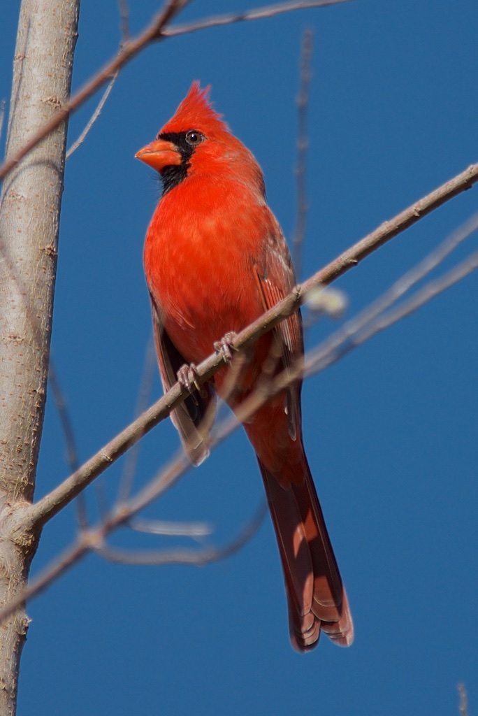 Male Cardinal Posing