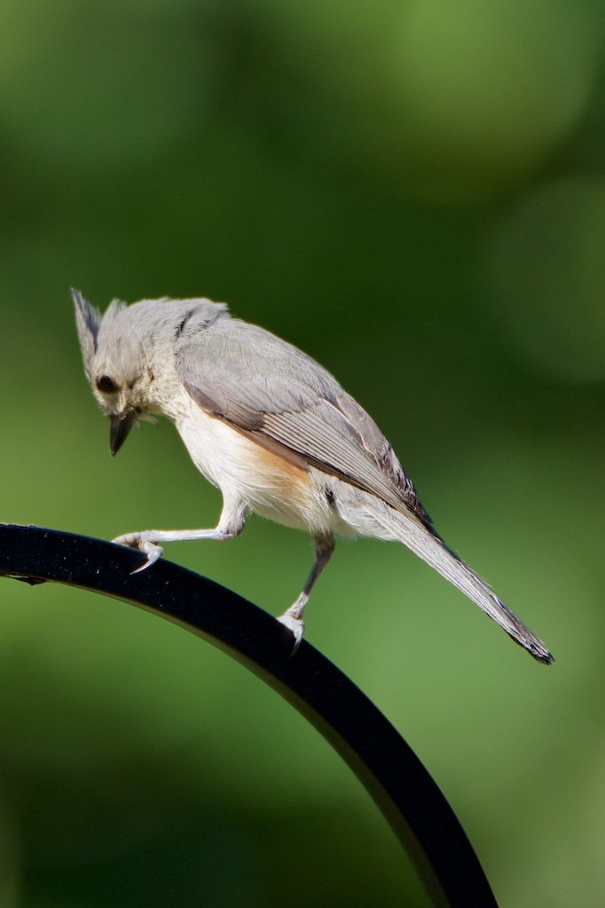 Tufted Titmouse on Hangar