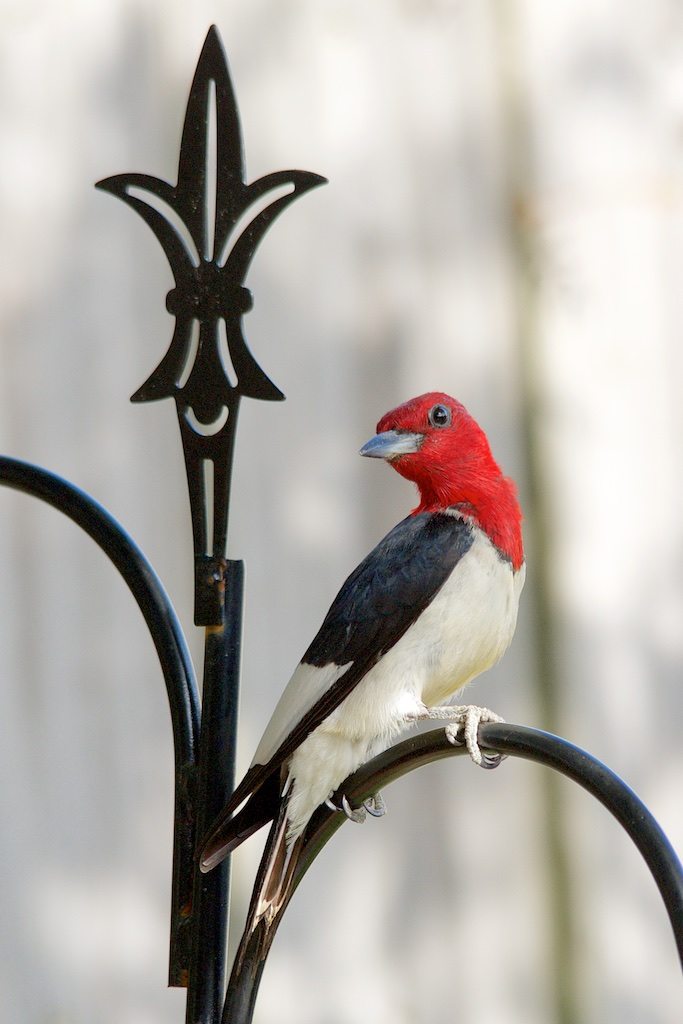 Red-headed Woodpecker on Fleur de Lis