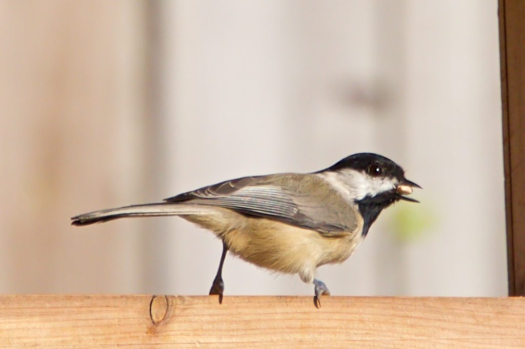 Carolina Chickadee on Feeder