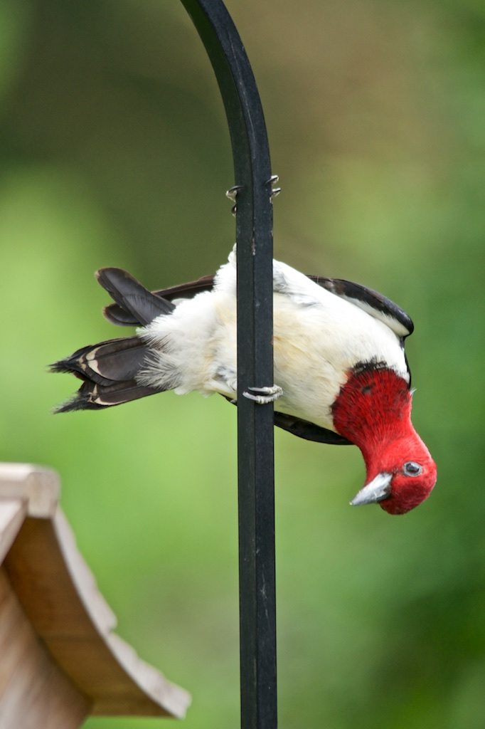 Red-headed Woodpecker Checking out Feeder