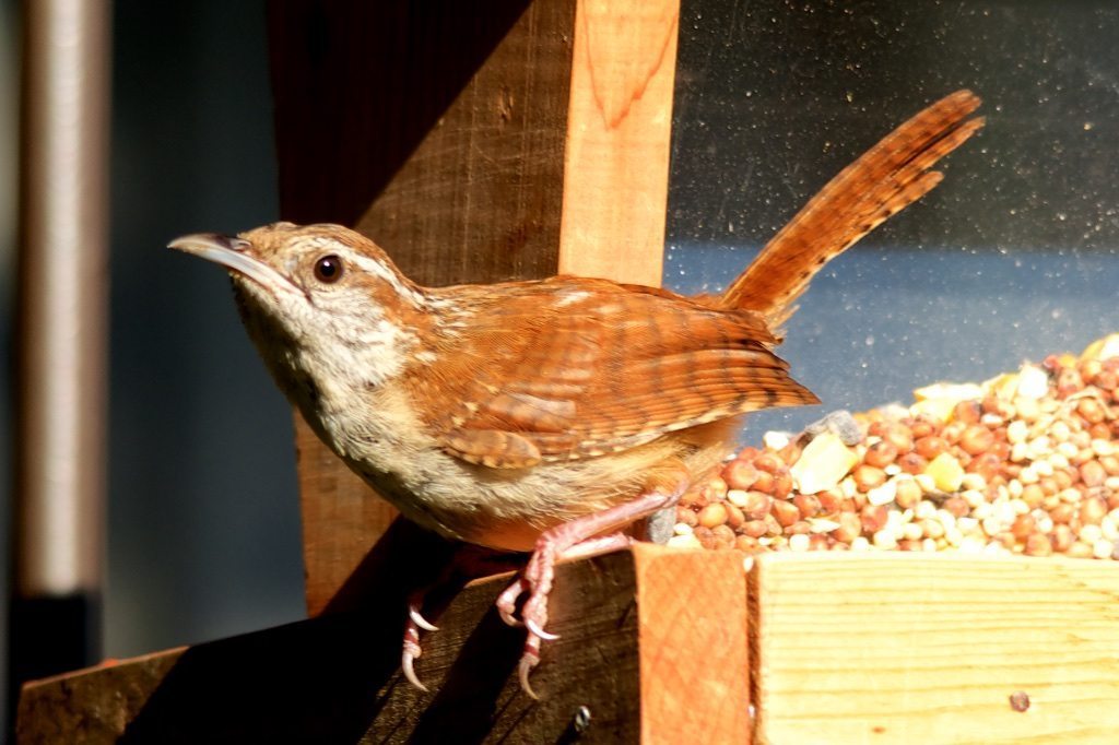 Carolina Wren on Feeder