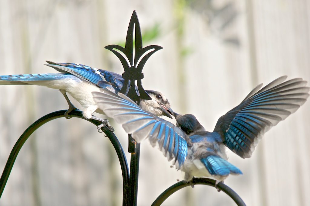 Blue Jay Feeding Young on Fleur de Lis Post