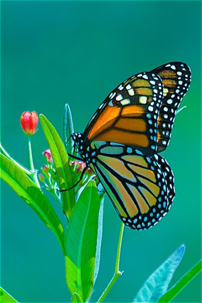 Monarch on milkweed, closed wing