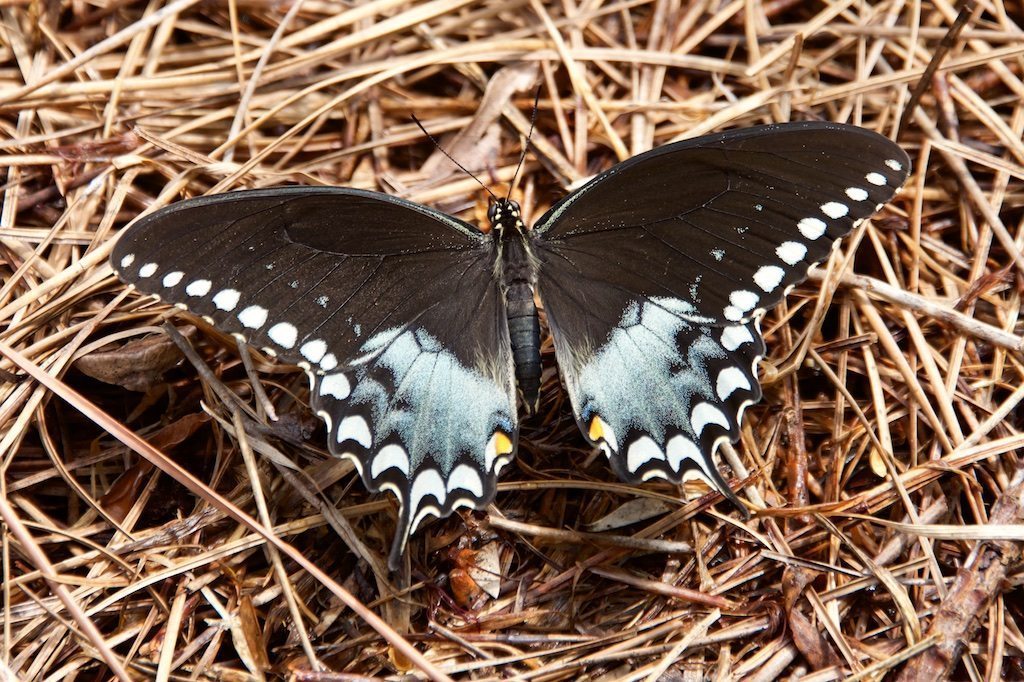 Spicebush Swallowtail Resting