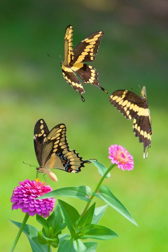 Giant Swallowtail Pas du Trois