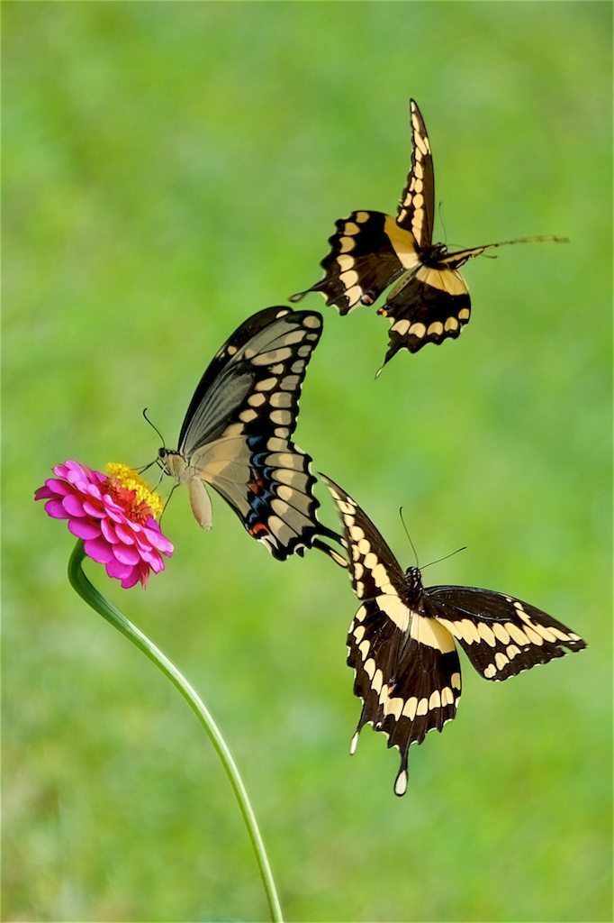 Giant Swallowtail Ballet with Zinnia