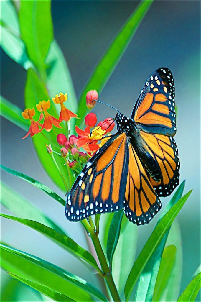 Monarch on milkweed, opened-wing