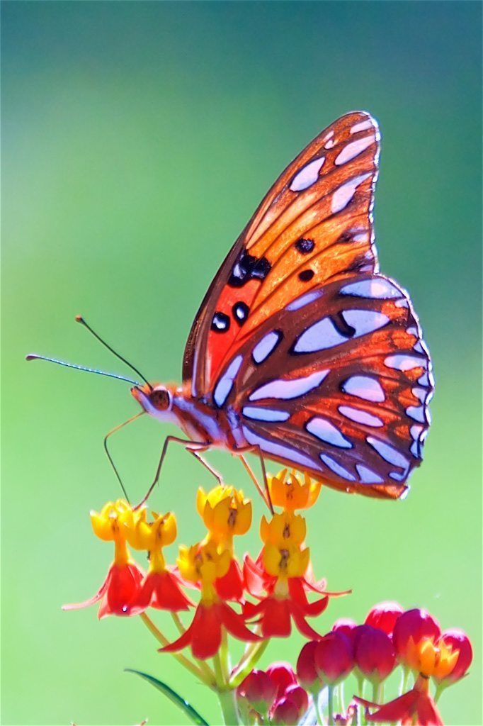 Fritillary on Milkweed