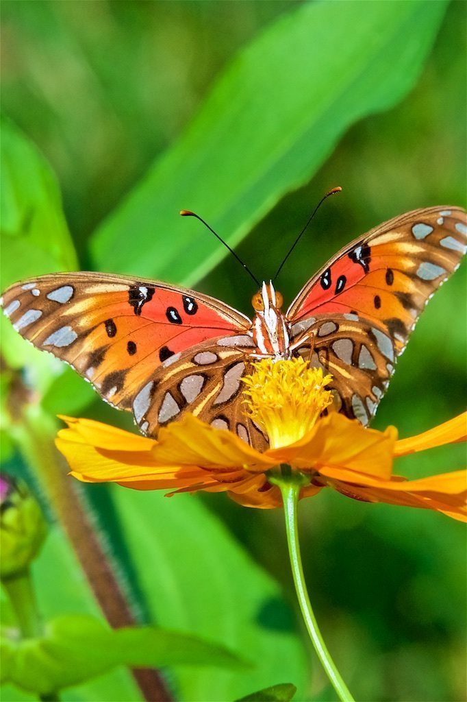 Fritillary on Zinnia